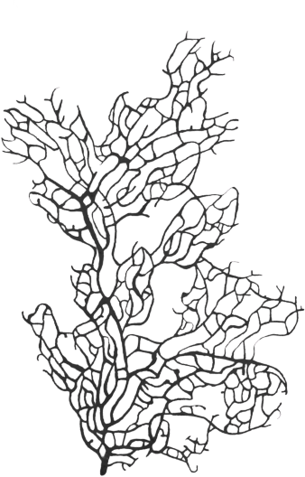 corail